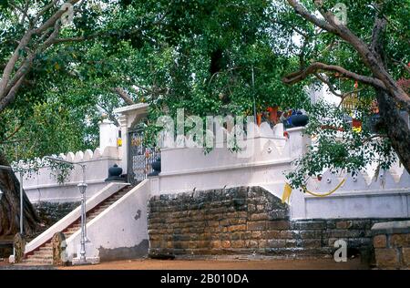 Sri Lanka: Entrée à l'arbre sacré de bodhi (Jaya Sri Maha Bodhi), Anuradhapura. Jaya Sri Maha Bodhi est un arbre sacré de Fig et est dit être un prélèvement de l'arbre historique de Bodhi sous lequel Bouddha est devenu éclairé. Il a été planté en 288 BCE, et est le plus ancien arbre vivant planté par l'homme dans le monde avec une date connue de plantation. Anuradhapura est l'une des anciennes capitales du Sri Lanka et célèbre pour ses ruines bien conservées. Du 4ème siècle avant notre ère jusqu'au début du XIe siècle avant notre ère c'était la capitale. Banque D'Images