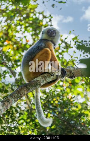 Diademed sifaka assis sur une branche dans les arbres Banque D'Images