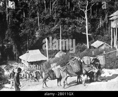 Thaïlande : une caravane de boeufs appartenant aux fermiers Shan escalade les montagnes du nord de la Thaïlande, à la fin du XIXe siècle. Le Shan, ou 'Tai Yai' (Grand Thai) sont un groupe ethnique important dans le nord de la Birmanie et le nord-ouest de la Thaïlande. D'un point de vue linguistique très semblable au Siamois, connu sous le nom de 'Tai Noi' (petit Tai), le Shan a migré dans la région par le Laos du Yunnan en Chine au moins au cours des 1,000 dernières années. Les Shan ont habité le plateau montagneux Shan du Myanmar depuis le Xe siècle ce. Banque D'Images