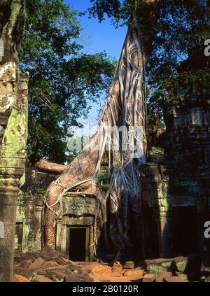 Cambodge: Ta Prohm avec ses célèbres arbres qui poussent sur les ruines, Angkor. Ta Prohm a été construit dans le style de Bayon en grande partie à la fin de 12th et au début de 13th siècles et s'appelait à l'origine Rajavihara. Il a été fondé par le roi khmer Jayavarman VII comme monastère bouddhiste de Mahayana et université. Les arbres qui sortent des ruines sont la caractéristique la plus distinctive de Ta Prohm. Deux espèces prédominent, la plus grande est soit l'arbre en soie-coton (Ceiba pentandra), soit le thitpok (Tetrameles nudiflora), et la plus petite est soit la figue à la strangler (Ficus gibbosa), soit la pomme d'or (Diospyros decandra). Banque D'Images