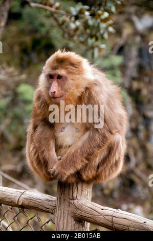 Chine : l'une des macaques tibétaines agressives du mont Emei, Emeishan, province du Sichuan. Le Macaque tibétain (Macaca thibetana), également connu sous le nom de Macaque chinois à queue de souche ou Macaque Milne-Edwards, se trouve de l'est du Tibet à l'est jusqu'au Guangdong et au nord jusqu'à Shaanxi en Chine. Cette espèce vit dans des forêts subtropicales (mixtes décidues à feuilles persistantes) à des altitudes allant de 800 à 2500 mètres. Le Macaque tibétain a une longue fourrure brune dense avec des whiskers mais un visage sans poils. Les bébés ont de la fourrure argentée et noire qui change de couleur pour les adultes à l'âge de deux ans. Banque D'Images