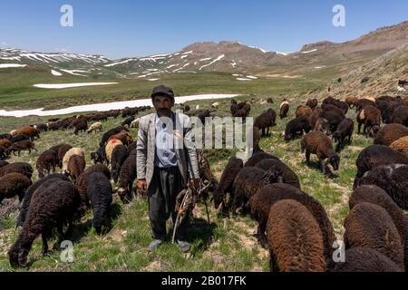 Sheperd et troupeau de moutons à Baba Nazar en Iran au printemps avec des collines enneigées. Banque D'Images