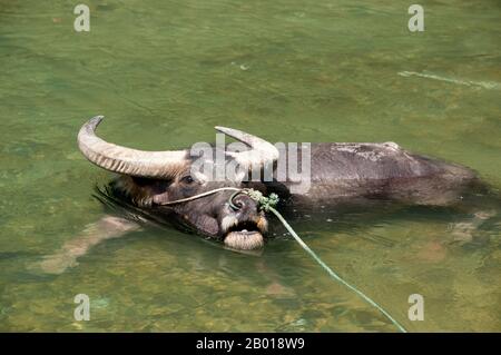 Chine : Buffalo prenant un bain près du village Miao de Langde Shang, province de Guizhou. Le buffle d'eau ou le buffle d'eau domestique asiatique (Bubalus bubalis) est un gros bovin, fréquemment utilisé comme bétail en Asie du Sud, et aussi largement en Amérique du Sud, en Europe du Sud, en Afrique du Nord et ailleurs. Les buffles sont utilisés comme animaux de trait, de viande et de lait. Leur fumier est utilisé comme engrais et comme carburant lorsqu'il est séché. À Chonburi, en Thaïlande, au Pakistan et dans la région du sud-ouest du Karnataka, en Inde, il y a des courses annuelles de buffles d'eau connues sous le nom de Kambala. Banque D'Images