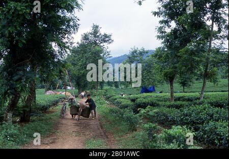 Vietnam : plantation de thé près de Thanh son, province de Phu Tho, nord-ouest du Vietnam. Selon la tradition orale, le thé est cultivé en Chine depuis plus de quatre millénaires. Les premiers comptes écrits sur la fabrication du thé, cependant, datent d'environ 350 ce, quand il est devenu un verre à la cour impériale. Environ 800 graines de thé ce ont été emmenées au Japon, où la culture régulière a été rapidement établie. Un peu plus de cinq siècles plus tard, en 1517, le thé a été expédié pour la première fois en Europe par les Portugais peu après qu'ils ont commencé leur commerce avec la Chine. Banque D'Images