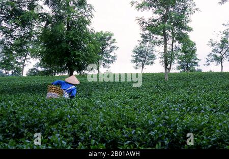 Vietnam : préparateur de thé dans une plantation de thé près de Thanh son, province de Phu Tho, nord-ouest du Vietnam. Selon la tradition orale, le thé est cultivé en Chine depuis plus de quatre millénaires. Les premiers comptes écrits sur la fabrication du thé, cependant, datent d'environ 350 ce, quand il est devenu un verre à la cour impériale. Environ 800 graines de thé ce ont été emmenées au Japon, où la culture régulière a été rapidement établie. Un peu plus de cinq siècles plus tard, en 1517, le thé a été expédié pour la première fois en Europe par les Portugais peu après qu'ils ont commencé leur commerce avec la Chine. Banque D'Images