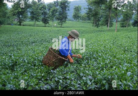 Vietnam : préparateur de thé dans une plantation de thé près de Thanh son, province de Phu Tho, nord-ouest du Vietnam. Selon la tradition orale, le thé est cultivé en Chine depuis plus de quatre millénaires. Les premiers comptes écrits sur la fabrication du thé, cependant, datent d'environ 350 ce, quand il est devenu un verre à la cour impériale. Environ 800 graines de thé ce ont été emmenées au Japon, où la culture régulière a été rapidement établie. Un peu plus de cinq siècles plus tard, en 1517, le thé a été expédié pour la première fois en Europe par les Portugais peu après qu'ils ont commencé leur commerce avec la Chine. Banque D'Images