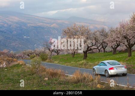 Au volant d'amandiers fleuris, de fleurs d'amande, d'amandiers en fleurs, Prunus dulcis, en Andalousie, Espagne, en février Banque D'Images