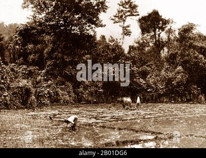Birmanie : les agriculteurs récoltent du riz en Birmanie, vers 1892-1896. La conquête britannique de la Birmanie a commencé en 1824 en réponse à une tentative birmane d'envahir l'Inde. En 1886, et après deux autres guerres, la Grande-Bretagne avait incorporé tout le pays dans le Raj britannique. Pour stimuler le commerce et faciliter les changements, les Britanniques ont fait venir des Indiens et des Chinois, qui ont rapidement déplacé les Birmans dans les zones urbaines. À ce jour, Rangoon et Mandalay ont de grandes populations indiennes ethniques. Des chemins de fer et des écoles ont été construits, ainsi qu'un grand nombre de prisons, dont la tristement célèbre prison d'Insein. Banque D'Images