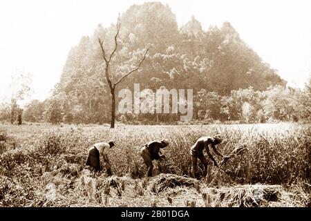 Birmanie : les agriculteurs birmans ont coupé des récoltes de riz, c. 1892-1896. La conquête britannique de la Birmanie a commencé en 1824 en réponse à une tentative birmane d'envahir l'Inde. En 1886, et après deux autres guerres, la Grande-Bretagne avait incorporé tout le pays dans le Raj britannique. Pour stimuler le commerce et faciliter les changements, les Britanniques ont fait venir des Indiens et des Chinois, qui ont rapidement déplacé les Birmans dans les zones urbaines. À ce jour, Rangoon et Mandalay ont de grandes populations indiennes ethniques. Des chemins de fer et des écoles ont été construits, ainsi qu'un grand nombre de prisons, dont la tristement célèbre prison d'Insein. Banque D'Images