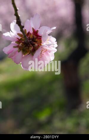Gros plan de fleurs d'amande sur les amandiers fleuris, la fleur d'amandiers, les amandiers fleuris, Prunus dulcis, en Andalousie, Espagne, en février Banque D'Images
