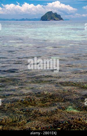 Thaïlande: Corail au large de la plage de Hat Laem Thong, Ko Phi Don, Ko Phi Phi. Ko Phi Phi Phi se compose de deux îles, Phi Phi Leh et Phi Don, situées au sud-est de Phuket. Les deux font partie du parc marin national de Hat Noppharat Thara Ko Phi Phi. Situé dans le centre de la mer de Phuket, Ko Phi Phi est presque équidistant de Phuket et Krabi et peut être atteint en bateau en environ deux heures. Phi Phi Don est la plus grande des deux îles, avec des collines pittoresques, des falaises abruptes, des plages de silken, des eaux d'azur et une vie remarquable d'oiseaux et de mer. Banque D'Images