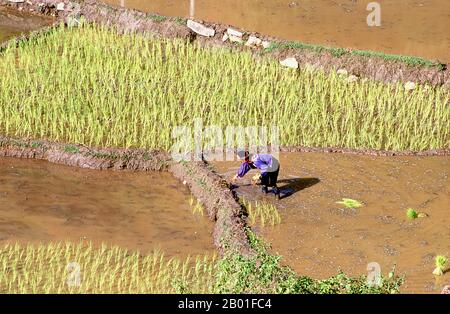 Vietnam : villageois de Tai noir et rizières près de MOC Chau, dans le nord-ouest du Vietnam. Dans les vallées étroites de la montagne de son la, Dien bien et Lai Chau provinces du nord du Vietnam, le Tai demeure une minorité très perceptible et confiante. Ils sont divisés en communautés de Tai blanc et de Tai noir, tandis que plus au sud, par la frontière lao dans les provinces de Thanh Hoa et Nghe an, où le Tai rouge prédomine. Ces sous-groupes se distinguent par la robe de leurs femmes. Les Tai du Vietnam sont des gens des vallées de montagne. Agriculture de rizières humides elles sont relativement prospères. Banque D'Images