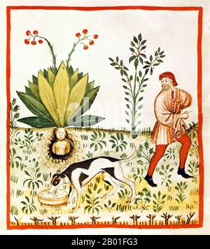 Irak/Italie: Fruit de l'arbre Mandragora. Illustration de Taqwim al-sihha d'Ibn Butlan, ou « Maintenance of Health » (Bagdad, 11th siècle), publiée en Italie sous le nom de The Tacuinum Sanitatis, 14th siècle. Le Tacuinum (parfois Taccuinum) Sanitatis est un manuel médiéval sur la santé et le bien-être, basé sur le Taqwim al-sihha تقويم الصحة ('Maintenance de la santé'), un traité médical arabe du XIe siècle par Ibn Butlan de Bagdad. Ibn Butlân est un médecin chrétien né à Bagdad et décédé en 1068. Banque D'Images