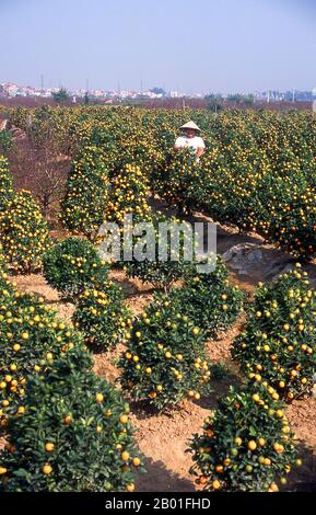 Vietnam : champ d'arbres kumquat prêt pour le Tet New Year Festival, près de Hanoï. La plus grande fête nationale du Vietnam est Tet – plus exactement, Tet Nguyen Dan, « Festival of the First Day » – qui coïncide avec le premier jour du nouvel an lunaire. Au cours de la semaine précédant Tet, les Vietnamiens rembourseront leurs dettes, nettoient les tombes de leurs ancêtres, font un rapport sur l'état de la maison au cours de l'année passée à l'empereur Jade, et décorent leurs maisons avec des branches de fleurs de pêche ou de kumquat arbres. Les trois jours de Tet sont une affaire très nationale. Banque D'Images