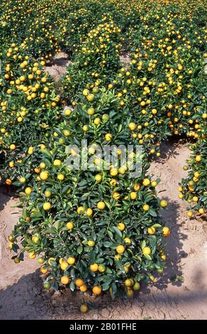 Vietnam : champ d'arbres kumquat prêt pour le Tet New Year Festival, près de Hanoï. La plus grande fête nationale du Vietnam est Tet – plus exactement, Tet Nguyen Dan, « Festival of the First Day » – qui coïncide avec le premier jour du nouvel an lunaire. Au cours de la semaine précédant Tet, les Vietnamiens rembourseront leurs dettes, nettoient les tombes de leurs ancêtres, font un rapport sur l'état de la maison au cours de l'année passée à l'empereur Jade, et décorent leurs maisons avec des branches de fleurs de pêche ou de kumquat arbres. Les trois jours de Tet sont une affaire très nationale. Banque D'Images