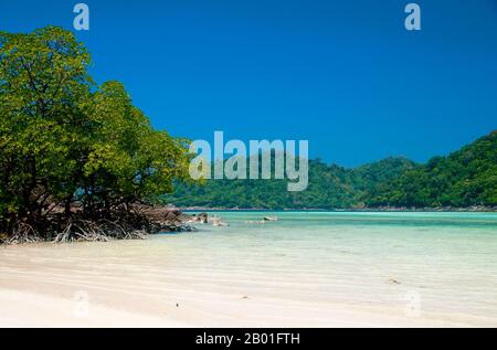 Thaïlande: Mangroves sur la plage de Mae Ngam, Ko Surin Nua, parc national marin des îles Surin. Le parc national marin de Ko Surin est l’une des dernières frontières de la Thaïlande pour la plongée et la voile. Ce parc marin de la mer d’Andaman abrite certains des récifs coralliens les plus développés du pays. L'archipel de Koh Surin est une zone de 135 kilomètres carrés située dans la mer d'Andaman à environ 60 kilomètres (38 milles) de la province continentale de Ranong. Les cinq îles du parc se trouvent juste au sud de la frontière avec la Birmanie. Koh Surin Nua, l'une des deux îles principales, a une superficie d'environ 19 kilomètres carrés. Banque D'Images