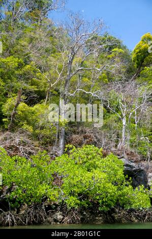 Thaïlande: AO Pante Malaka, Ko Tarutao, Ko Tarutao Parc national marin. AO Pante Melaka est une longue baie sur la rive nord-ouest de Ko Tarutao, avec une plage de sable fin. Le quartier général du parc national marin de Ko Tarutao est situé ici, ainsi qu'un centre de services touristiques qui abrite une exposition couvrant le fond historique et naturel du parc. Le parc national marin de Ko Tarutao se compose de 51 îles réparties dans deux groupes principaux dispersés à travers la mer d'Andaman dans la Thaïlande la plus méridionale. Seulement sept des îles sont de toute taille, y compris Ko Tarutao à l'est, et Ko Adang-Ko Rawi à l'ouest. Banque D'Images