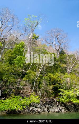 Thaïlande: AO Pante Malaka, Ko Tarutao, Ko Tarutao Parc national marin. AO Pante Melaka est une longue baie sur la rive nord-ouest de Ko Tarutao, avec une plage de sable fin. Le quartier général du parc national marin de Ko Tarutao est situé ici, ainsi qu'un centre de services touristiques qui abrite une exposition couvrant le fond historique et naturel du parc. Le parc national marin de Ko Tarutao se compose de 51 îles réparties dans deux groupes principaux dispersés à travers la mer d'Andaman dans la Thaïlande la plus méridionale. Seulement sept des îles sont de toute taille, y compris Ko Tarutao à l'est, et Ko Adang-Ko Rawi à l'ouest. Banque D'Images