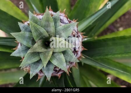 Gros plan de petits ananas de culture avec des feuilles vertes fraîches. Banque D'Images