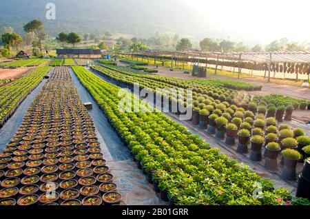 Thaïlande : Ban Nong Bong Cold Climate Flowers Market, Phu Ruea, province de Loei. La province de Loei (thaï : เลย) est située dans le nord-est de la Thaïlande. Les provinces voisines sont (de l'est dans le sens des aiguilles d'une montre) Nong Khai, Udon Thani, Nongbua Lamphu, Khon Kaen, Phetchabun, Phitsanulok. Au nord, elle borde les provinces de Xaignabouli et Vientiane du Laos. La province est couverte de basses montagnes, tandis que la capitale Loei est située dans un bassin fertile. La rivière Loei, qui traverse la province, est un affluent du Mékong. Banque D'Images