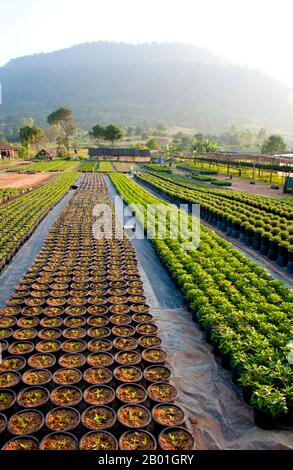 Thaïlande : Ban Nong Bong Cold Climate Flowers Market, Phu Ruea, province de Loei. La province de Loei (thaï : เลย) est située dans le nord-est de la Thaïlande. Les provinces voisines sont (de l'est dans le sens des aiguilles d'une montre) Nong Khai, Udon Thani, Nongbua Lamphu, Khon Kaen, Phetchabun, Phitsanulok. Au nord, elle borde les provinces de Xaignabouli et Vientiane du Laos. La province est couverte de basses montagnes, tandis que la capitale Loei est située dans un bassin fertile. La rivière Loei, qui traverse la province, est un affluent du Mékong. Banque D'Images