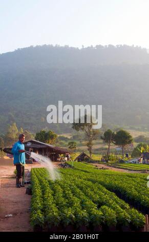 Thaïlande : Ban Nong Bong Cold Climate Flowers Market, Phu Ruea, province de Loei. La province de Loei (thaï : เลย) est située dans le nord-est de la Thaïlande. Les provinces voisines sont (de l'est dans le sens des aiguilles d'une montre) Nong Khai, Udon Thani, Nongbua Lamphu, Khon Kaen, Phetchabun, Phitsanulok. Au nord, elle borde les provinces de Xaignabouli et Vientiane du Laos. La province est couverte de basses montagnes, tandis que la capitale Loei est située dans un bassin fertile. La rivière Loei, qui traverse la province, est un affluent du Mékong. Banque D'Images