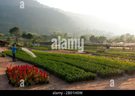 Thaïlande : Ban Nong Bong Cold Climate Flowers Market, Phu Ruea, province de Loei. La province de Loei (thaï : เลย) est située dans le nord-est de la Thaïlande. Les provinces voisines sont (de l'est dans le sens des aiguilles d'une montre) Nong Khai, Udon Thani, Nongbua Lamphu, Khon Kaen, Phetchabun, Phitsanulok. Au nord, elle borde les provinces de Xaignabouli et Vientiane du Laos. La province est couverte de basses montagnes, tandis que la capitale Loei est située dans un bassin fertile. La rivière Loei, qui traverse la province, est un affluent du Mékong. Banque D'Images