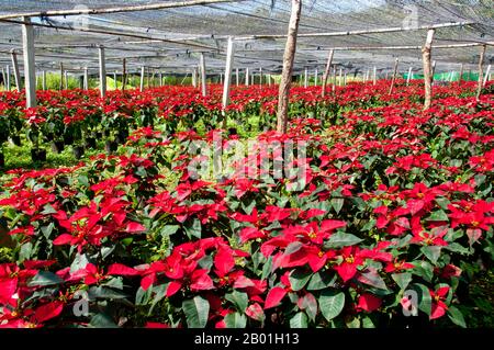 Thaïlande : Ban Nong Bong Cold Climate Flowers Market, Phu Ruea, province de Loei. La province de Loei (thaï : เลย) est située dans le nord-est de la Thaïlande. Les provinces voisines sont (de l'est dans le sens des aiguilles d'une montre) Nong Khai, Udon Thani, Nongbua Lamphu, Khon Kaen, Phetchabun, Phitsanulok. Au nord, elle borde les provinces de Xaignabouli et Vientiane du Laos. La province est couverte de basses montagnes, tandis que la capitale Loei est située dans un bassin fertile. La rivière Loei, qui traverse la province, est un affluent du Mékong. Banque D'Images