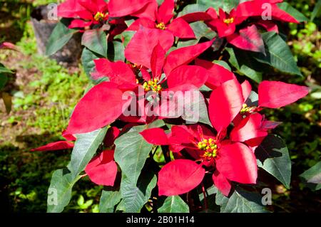Thaïlande : Ban Nong Bong Cold Climate Flowers Market, Phu Ruea, province de Loei. La province de Loei (thaï : เลย) est située dans le nord-est de la Thaïlande. Les provinces voisines sont (de l'est dans le sens des aiguilles d'une montre) Nong Khai, Udon Thani, Nongbua Lamphu, Khon Kaen, Phetchabun, Phitsanulok. Au nord, elle borde les provinces de Xaignabouli et Vientiane du Laos. La province est couverte de basses montagnes, tandis que la capitale Loei est située dans un bassin fertile. La rivière Loei, qui traverse la province, est un affluent du Mékong. Banque D'Images