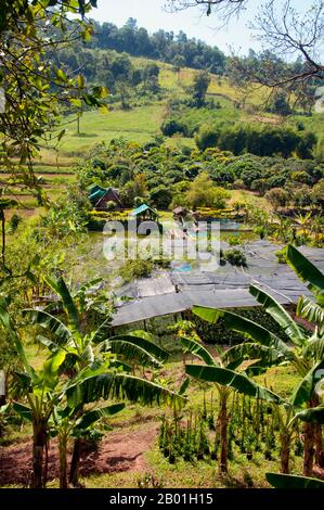 Thaïlande : Ban Nong Bong Cold Climate Flowers Market, Phu Ruea, province de Loei. La province de Loei (thaï : เลย) est située dans le nord-est de la Thaïlande. Les provinces voisines sont (de l'est dans le sens des aiguilles d'une montre) Nong Khai, Udon Thani, Nongbua Lamphu, Khon Kaen, Phetchabun, Phitsanulok. Au nord, elle borde les provinces de Xaignabouli et Vientiane du Laos. La province est couverte de basses montagnes, tandis que la capitale Loei est située dans un bassin fertile. La rivière Loei, qui traverse la province, est un affluent du Mékong. Banque D'Images