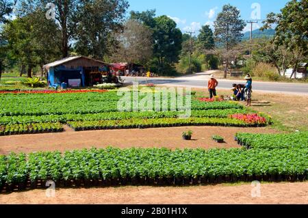Thaïlande : Ban Nong Bong Cold Climate Flowers Market, Phu Ruea, province de Loei. La province de Loei (thaï : เลย) est située dans le nord-est de la Thaïlande. Les provinces voisines sont (de l'est dans le sens des aiguilles d'une montre) Nong Khai, Udon Thani, Nongbua Lamphu, Khon Kaen, Phetchabun, Phitsanulok. Au nord, elle borde les provinces de Xaignabouli et Vientiane du Laos. La province est couverte de basses montagnes, tandis que la capitale Loei est située dans un bassin fertile. La rivière Loei, qui traverse la province, est un affluent du Mékong. Banque D'Images