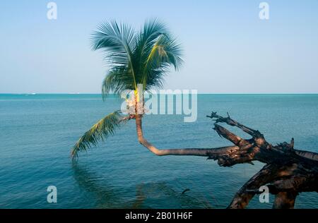 Thaïlande : un cocotier pousse au-dessus de la mer à Ao Wok Tum, Ko Phangan. Ko Phangan est à 15 kilomètres (9,5 miles) au nord de son voisin plus célèbre Ko Samui, et, à 168 kilomètres carrés (65 miles carrés) environ les deux tiers de sa taille. L'île a la même combinaison tropicale de plages de sable blanc, de récifs coralliens accessibles et d'intérieur accidenté et jonché. Autrefois le repaire des voyageurs à petit budget échappant à Ko Samui plus cher, il est aujourd'hui en mouvement lentement plus haut de gamme. L'île reste beaucoup moins développée pour le tourisme international que Ko Samui, en partie en raison de son isolement et de son système d'infrastructure médiocre. Banque D'Images