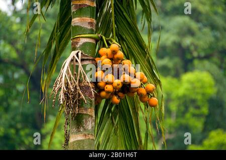 Thaïlande : palmier arec (bételnut), parc national de Thale Ban, province de Satun. Areca est un genre d'environ 50 espèces de palmiers à tige unique de la famille des Arecaceae, que l'on trouve dans les forêts tropicales humides de la Malaisie aux Îles Salomon. La noix est couramment utilisée en conjonction avec la feuille de bétel, un stimulant doux. La combinaison de ceci et du tabac est mâchée dans un quid. Banque D'Images