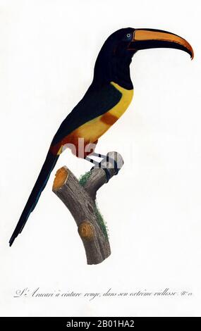 Amérique du Sud et centrale : Aracari à col plus ancien. Tableau tiré de 'Histoire naturelle des oiseaux du Paradis et des Rollers, Toucans et Barbus' de Jacques Barraband (1767-1809), 1806. L'aracari à col est un oiseau proche de la passerine de la famille des toucans, que l'on trouve du Mexique à la Colombie, en passant par l'Équateur et le Venezuela. Le toucan est un oiseau forestier grégaire et coloré trouvé du Mexique à l'Argentine, connu pour son bec énorme et coloré. En Amérique centrale et en Amérique du Sud, le Toucan est associé aux mauvais esprits, et peut être l'incarnation d'un démon. Mais le Toucan peut aussi être un totem tribal. Banque D'Images