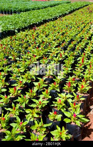 Thaïlande : Ban Nong Bong Cold Climate Flowers Market, Phu Ruea, province de Loei. La province de Loei est située dans le nord-est supérieur de la Thaïlande. Les provinces voisines sont (de l'est dans le sens des aiguilles d'une montre) Nong Khai, Udon Thani, Nongbua Lamphu, Khon Kaen, Phetchabun, Phitsanulok. Au nord, elle borde les provinces de Xaignabouli et Vientiane du Laos. La province est couverte de basses montagnes, tandis que la capitale Loei est située dans un bassin fertile. La rivière Loei, qui traverse la province, est un affluent du Mékong qui, avec la rivière Hueang, forme la frontière nord de la province. Banque D'Images