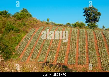 Thaïlande : Aloe vera pousse sur une colline près de Na Haeo, province de Loei. La province de Loei est située dans le nord-est supérieur de la Thaïlande. Les provinces voisines sont (de l'est dans le sens des aiguilles d'une montre) Nong Khai, Udon Thani, Nongbua Lamphu, Khon Kaen, Phetchabun, Phitsanulok. Au nord, elle borde les provinces de Xaignabouli et Vientiane du Laos. La province est couverte de basses montagnes, tandis que la capitale Loei est située dans un bassin fertile. La rivière Loei, qui traverse la province, est un affluent du Mékong qui, avec la rivière Hueang, forme la frontière nord de la province avec le Laos. Banque D'Images