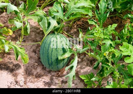 Thaïlande : Watermelon grove, Ko Sukorn, province de Trang. Ko Sukorn abrite environ 2 500 musulmans thaïlandais, principalement des familles de pêcheurs, mais aussi des agriculteurs cultivant des noix de coco, du riz et du caoutchouc dans l’intérieur fertile de l’île. La province de Trang dépendait de l’extraction de l’étain jusqu’à ce que les premiers plants de caoutchouc soient importés en Thaïlande vers 1901 – une partie d’un long voyage depuis l’Amérique du Sud via les États malais voisins. Le caoutchouc, l'huile de palme et la pêche sont les piliers de l'économie de la province. Le tourisme a un impact croissant à mesure que la côte et les îles Anadaman de Trang sont développées et popularisées. Banque D'Images