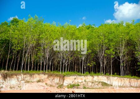 Thaïlande : plantation de caoutchouc près de la plage, Hat Yao, province de Trang. La province de Trang dépendait de l’extraction de l’étain jusqu’à ce que les premiers plants de caoutchouc soient importés en Thaïlande vers 1901 – une partie d’un long voyage depuis l’Amérique du Sud via les États malais voisins. Le caoutchouc, l'huile de palme et la pêche sont les piliers de l'économie de la province. Le tourisme a un impact croissant alors que la côte et les îles Andaman de Trang sont de plus en plus développées et popularisées. Banque D'Images