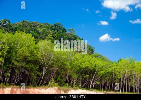 Thaïlande : plantation de caoutchouc près de la plage, Hat Yao, province de Trang. La province de Trang dépendait de l’extraction de l’étain jusqu’à ce que les premiers plants de caoutchouc soient importés en Thaïlande vers 1901 – une partie d’un long voyage depuis l’Amérique du Sud via les États malais voisins. Le caoutchouc, l'huile de palme et la pêche sont les piliers de l'économie de la province. Le tourisme a un impact croissant alors que la côte et les îles Andaman de Trang sont de plus en plus développées et popularisées. Banque D'Images