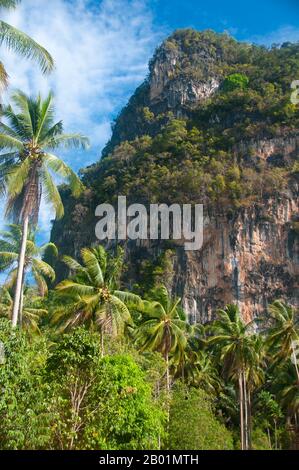 Thaïlande : pics calcaires sur la route d'Ao Nang, province de Krabi. La province de Krabi est composée de plus de 5 000 km2 de collines couvertes de jungle et d'affleurements karstiques pointus et déchiquetés, ainsi que de plus de 100 km de côtes immaculées et d'environ 200 îles dans la mer d'Andaman voisine. Environ 40 % de la population provinciale est musulmane, le reste étant majoritairement bouddhiste. Ceci est une indication claire que Krabi se trouve à cheval sur la ligne de démarcation invisible entre la Thaïlande bouddhiste et les quatre provinces du sud - Satun, Narathiwat, Yala et Pattani - qui sont majoritairement musulmanes. Banque D'Images