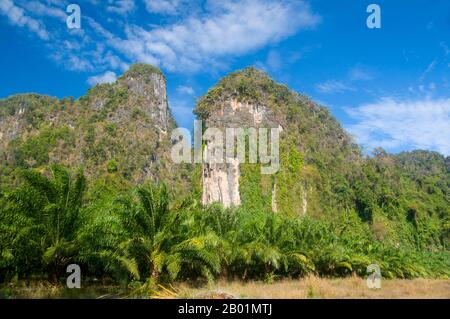 Thaïlande : pics calcaires sur la route d'Ao Nang, province de Krabi. La province de Krabi est composée de plus de 5 000 km2 de collines couvertes de jungle et d'affleurements karstiques pointus et déchiquetés, ainsi que de plus de 100 km de côtes immaculées et d'environ 200 îles dans la mer d'Andaman voisine. Environ 40 % de la population provinciale est musulmane, le reste étant majoritairement bouddhiste. Ceci est une indication claire que Krabi se trouve à cheval sur la ligne de démarcation invisible entre la Thaïlande bouddhiste et les quatre provinces du sud - Satun, Narathiwat, Yala et Pattani - qui sont majoritairement musulmanes. Banque D'Images