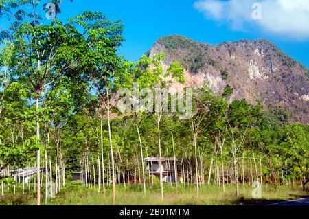 Thaïlande : plantation de caoutchouc et pics calcaires sur la route d'Ao Nang, province de Krabi. La province de Krabi est composée de plus de 5 000 km2 de collines couvertes de jungle et d'affleurements karstiques pointus et déchiquetés, ainsi que de plus de 100 km de côtes immaculées et d'environ 200 îles dans la mer d'Andaman voisine. Environ 40 % de la population provinciale est musulmane, le reste étant majoritairement bouddhiste. Ceci est une indication claire que Krabi se trouve à cheval sur la ligne de démarcation invisible entre la Thaïlande bouddhiste et les quatre provinces du sud - Satun, Narathiwat, Yala et Pattani - qui sont musulmanes Banque D'Images