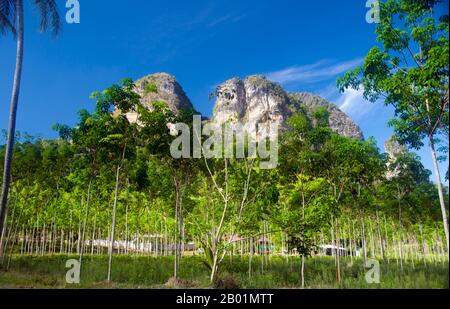 Thaïlande : plantation de caoutchouc et pics calcaires sur la route d'Ao Nang, province de Krabi. La province de Krabi est composée de plus de 5 000 km2 de collines couvertes de jungle et d'affleurements karstiques pointus et déchiquetés, ainsi que de plus de 100 km de côtes immaculées et d'environ 200 îles dans la mer d'Andaman voisine. Environ 40 % de la population provinciale est musulmane, le reste étant majoritairement bouddhiste. Ceci est une indication claire que Krabi se trouve à cheval sur la ligne de démarcation invisible entre la Thaïlande bouddhiste et les quatre provinces du sud - Satun, Narathiwat, Yala et Pattani - qui sont musulmanes Banque D'Images