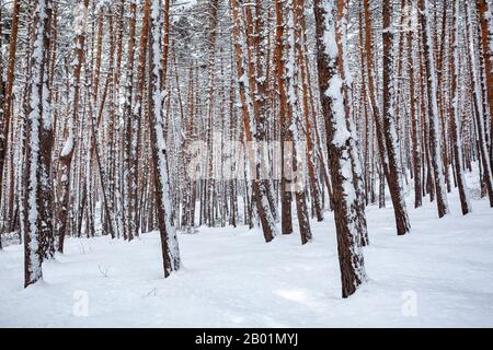 Neige sur les spruces et les pins à Surami, forêt Banque D'Images