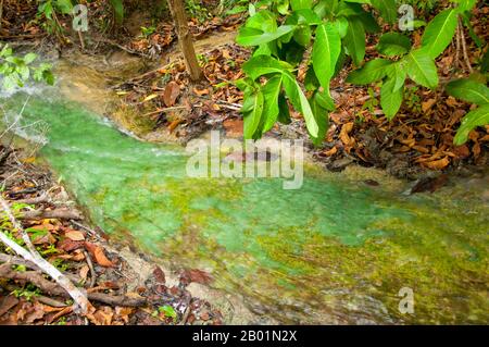 Thaïlande : Tung Tieo Forest Trail, Khao Pra - Bang Khram Wildlife Sanctuary, province de Krabi. Situé au sud-est de la ville de Krabi 18 km (11 miles) à l'est de la petite ville de Khlong Thom, Khao Pra - Bang Khram Wildlife Sanctuary est une petite zone de forêt tropicale de plaine. Populaire auprès des ornithologues, le sanctuaire abrite la rare pitta de Gurney, une espèce en voie de disparition autrefois considérée comme éteinte, mais redécouverte en très petit nombre ici et à travers la frontière dans des régions reculées du sud du Myanmar (Birmanie). Banque D'Images