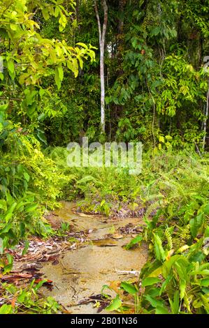Thaïlande : Tung Tieo Forest Trail, Khao Pra - Bang Khram Wildlife Sanctuary, province de Krabi. Situé au sud-est de la ville de Krabi 18 km (11 miles) à l'est de la petite ville de Khlong Thom, Khao Pra - Bang Khram Wildlife Sanctuary est une petite zone de forêt tropicale de plaine. Populaire auprès des ornithologues, le sanctuaire abrite la rare pitta de Gurney, une espèce en voie de disparition autrefois considérée comme éteinte, mais redécouverte en très petit nombre ici et à travers la frontière dans des régions reculées du sud du Myanmar (Birmanie). Banque D'Images
