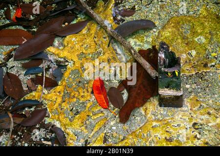 Thaïlande : Tung Tieo Forest Trail, Khao Pra - Bang Khram Wildlife Sanctuary, province de Krabi. Situé au sud-est de la ville de Krabi 18 km (11 miles) à l'est de la petite ville de Khlong Thom, Khao Pra - Bang Khram Wildlife Sanctuary est une petite zone de forêt tropicale de plaine. Populaire auprès des ornithologues, le sanctuaire abrite la rare pitta de Gurney, une espèce en voie de disparition autrefois considérée comme éteinte, mais redécouverte en très petit nombre ici et à travers la frontière dans des régions reculées du sud du Myanmar (Birmanie). Banque D'Images