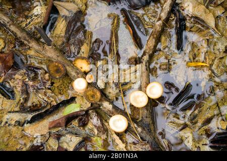 Thaïlande : Mushrooms, Tung Tieo Forest Trail, Khao Pra - Bang Khram Wildlife Sanctuary, province de Krabi. Situé au sud-est de la ville de Krabi 18 km (11 miles) à l'est de la petite ville de Khlong Thom, Khao Pra - Bang Khram Wildlife Sanctuary est une petite zone de forêt tropicale de plaine. Populaire auprès des ornithologues, le sanctuaire abrite la rare pitta de Gurney, une espèce en voie de disparition autrefois considérée comme éteinte, mais redécouverte en très petit nombre ici et à travers la frontière dans des régions reculées du sud du Myanmar (Birmanie). Banque D'Images