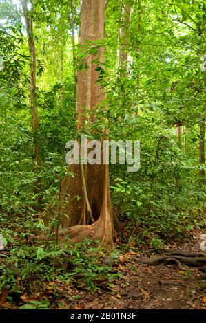 Thaïlande : Tung Tieo Forest Trail, Khao Pra - Bang Khram Wildlife Sanctuary, province de Krabi. Situé au sud-est de la ville de Krabi 18 km (11 miles) à l'est de la petite ville de Khlong Thom, Khao Pra - Bang Khram Wildlife Sanctuary est une petite zone de forêt tropicale de plaine. Populaire auprès des ornithologues, le sanctuaire abrite la rare pitta de Gurney, une espèce en voie de disparition autrefois considérée comme éteinte, mais redécouverte en très petit nombre ici et à travers la frontière dans des régions reculées du sud du Myanmar (Birmanie). Banque D'Images