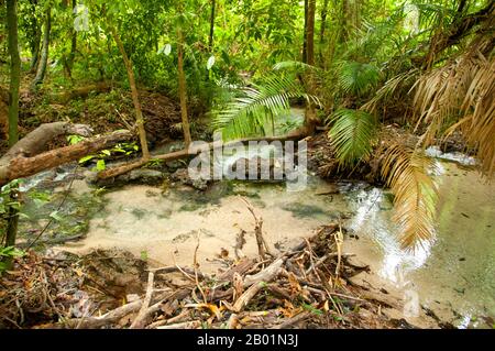 Thaïlande : Tung Tieo Forest Trail, Khao Pra - Bang Khram Wildlife Sanctuary, province de Krabi. Situé au sud-est de la ville de Krabi 18 km (11 miles) à l'est de la petite ville de Khlong Thom, Khao Pra - Bang Khram Wildlife Sanctuary est une petite zone de forêt tropicale de plaine. Populaire auprès des ornithologues, le sanctuaire abrite la rare pitta de Gurney, une espèce en voie de disparition autrefois considérée comme éteinte, mais redécouverte en très petit nombre ici et à travers la frontière dans des régions reculées du sud du Myanmar (Birmanie). Banque D'Images